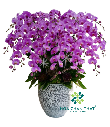 Chậu Lan Hồ Điệp 20 Cành – Hồng Tươi Thịnh Vượng