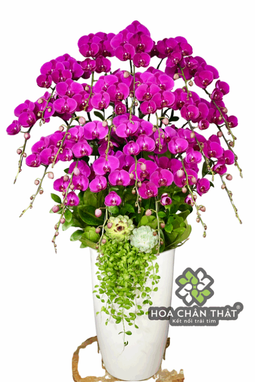 Chậu Lan Hồ Điệp 20 Cành – Tím Địa Chủ Quyền Quý