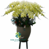 Chậu Lan Hồ Điệp 20 Cành – Màu Vàng Chanh Tươi Sáng Trang Trí Cao Cấp