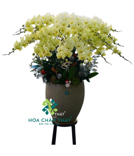 Chậu Lan Hồ Điệp 20 Cành – Vàng Chanh Tươi Sáng Trang Trí Cao Cấp