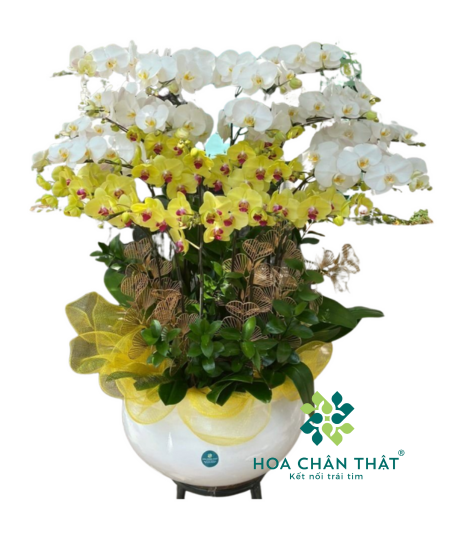 Chậu Lan Hồ Điệp 20 Cành – Vàng Trắng Phúc Lộc Song Toàn