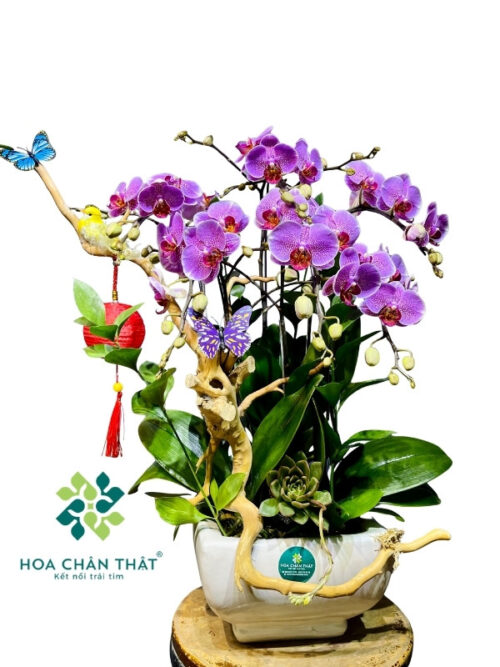 Chậu Lan Hồ Điệp 3 Cành Mini Ghép Lũa – Tím Nhạt Sương Mai