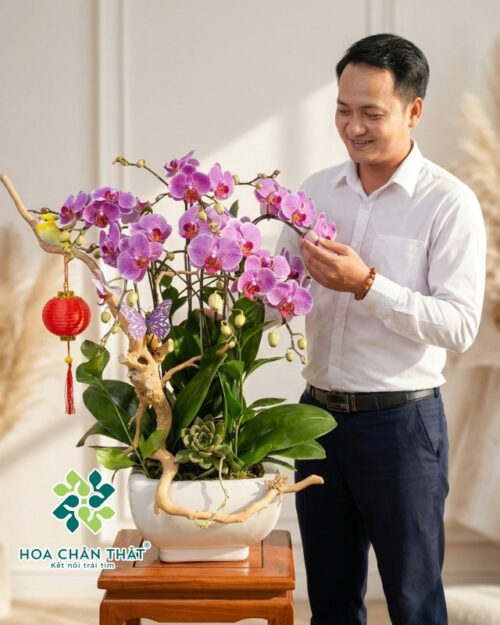 Chậu Lan Hồ Điệp 3 Cành Mini Ghép Lũa – Tím Nhạt Sương Mai