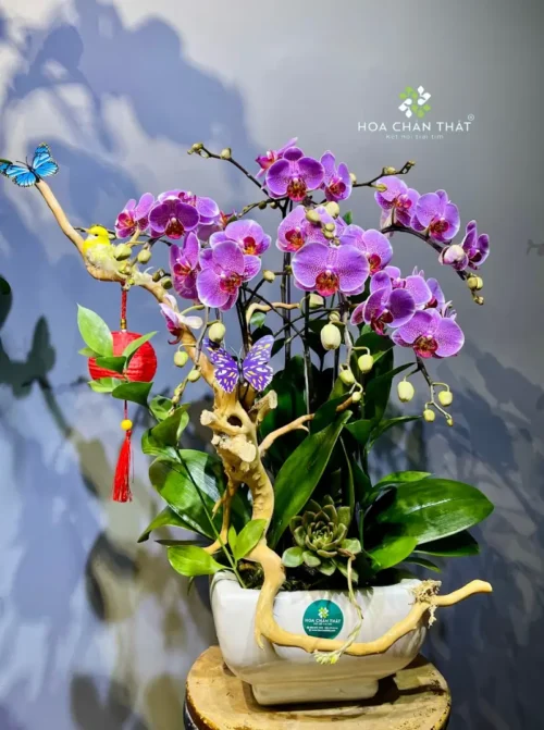 Chậu Lan Hồ Điệp 3 Cành Mini Ghép Lũa – Tím Nhạt Sương Mai