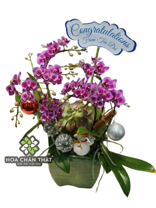 Chậu Lan Hồ Điệp 3 Cành Mini Tím – Nhỏ Gọn Nhưng Nổi Bật