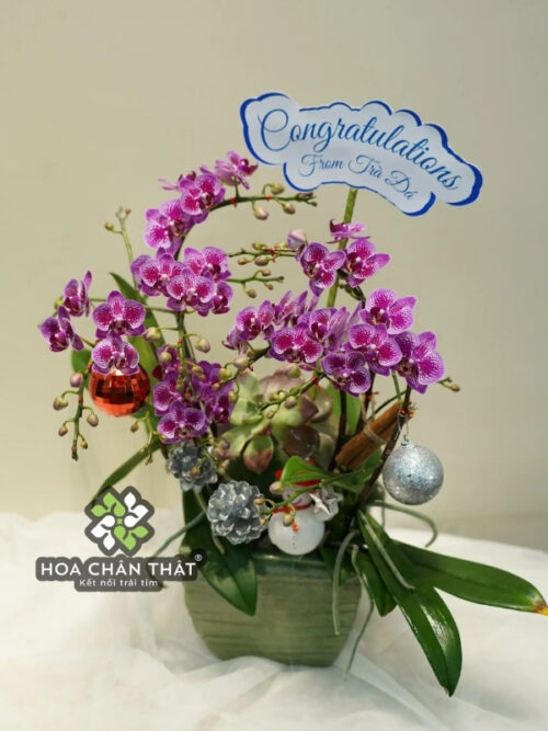 Chậu Lan Hồ Điệp 3 Cành Mini Tím – Nhỏ Gọn Nhưng Nổi Bật