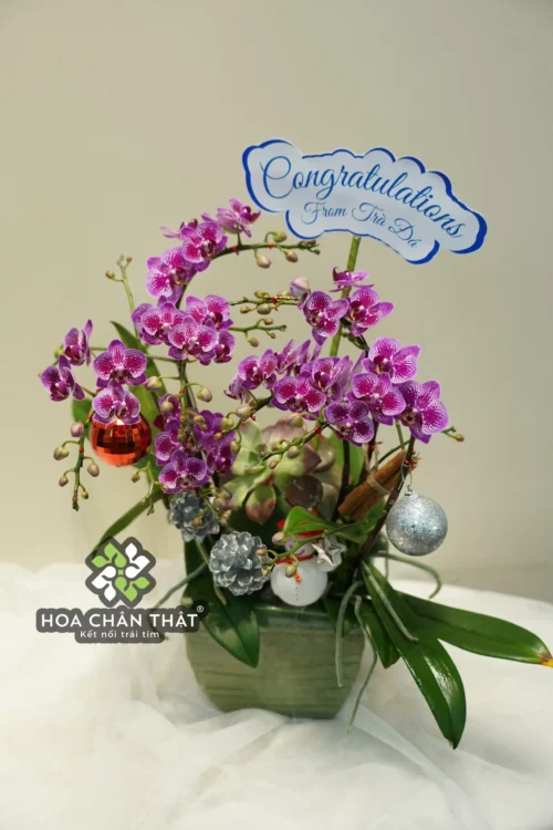 Chậu Lan Hồ Điệp 3 Cành Mini Tím – Nhỏ Gọn Nhưng Nổi Bật