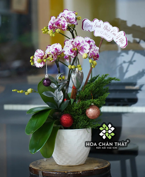 Chậu Lan Hồ Điệp 3 Cành Tím Trắng – Thanh Nhã Dịu Dàng