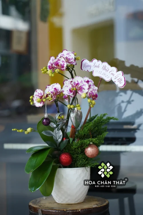 Chậu Lan Hồ Điệp 3 Cành Tím Trắng – Thanh Nhã Dịu Dàng