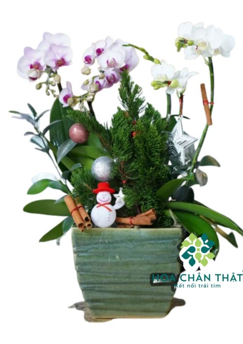 Chậu Lan Hồ Điệp 3 Cành Trắng Mini – Tinh Khôi Thuần Khiết Chậu Lan Hồ Điệp 3 Cành Trắng Mini – Tinh Khôi Thuần Khiết