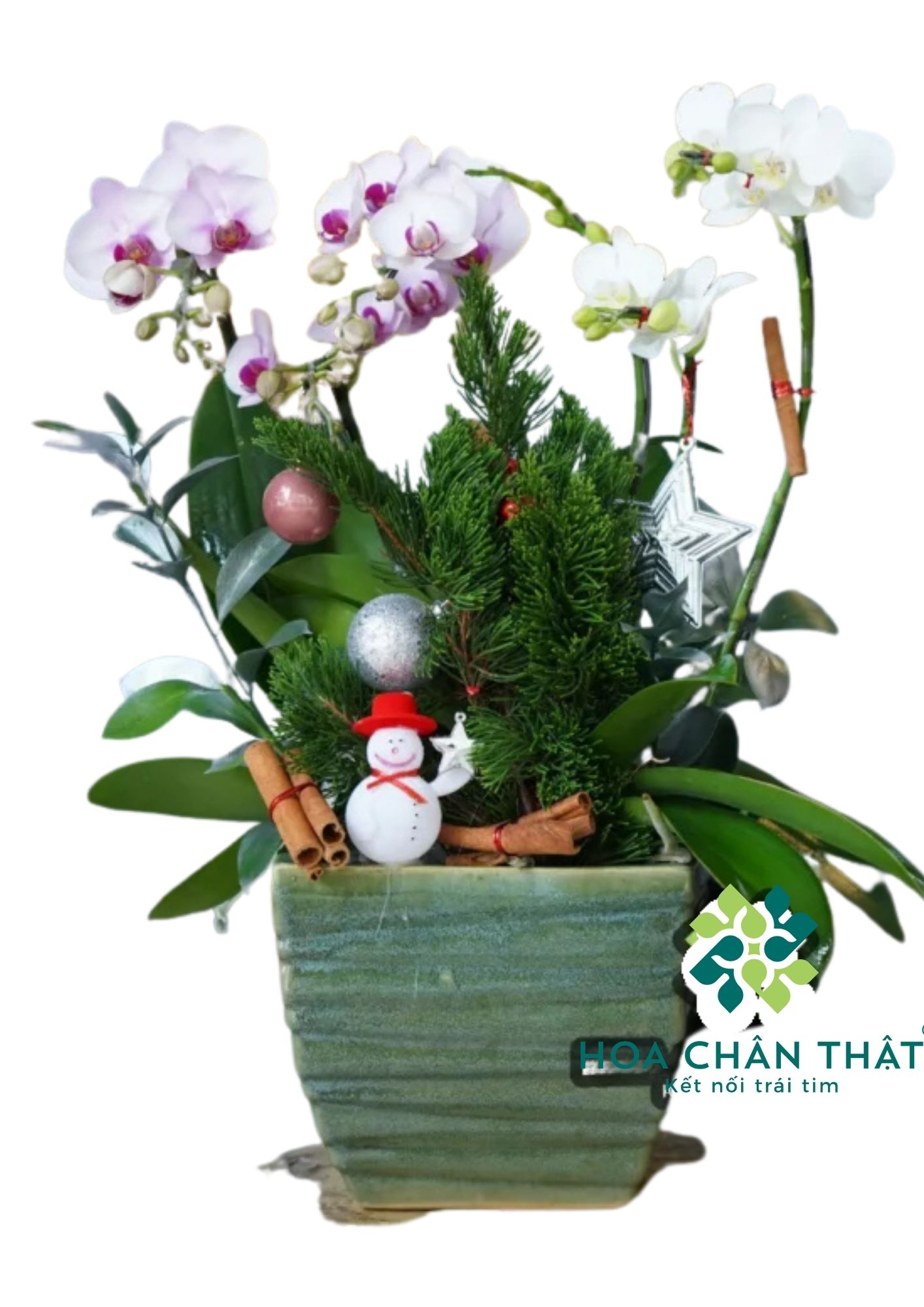 Chậu Lan Hồ Điệp 3 Cành Trắng Mini – Tinh Khôi Thuần Khiết-1 Chậu Lan Hồ Điệp 3 Cành Trắng Mini – Tinh Khôi Thuần Khiết
