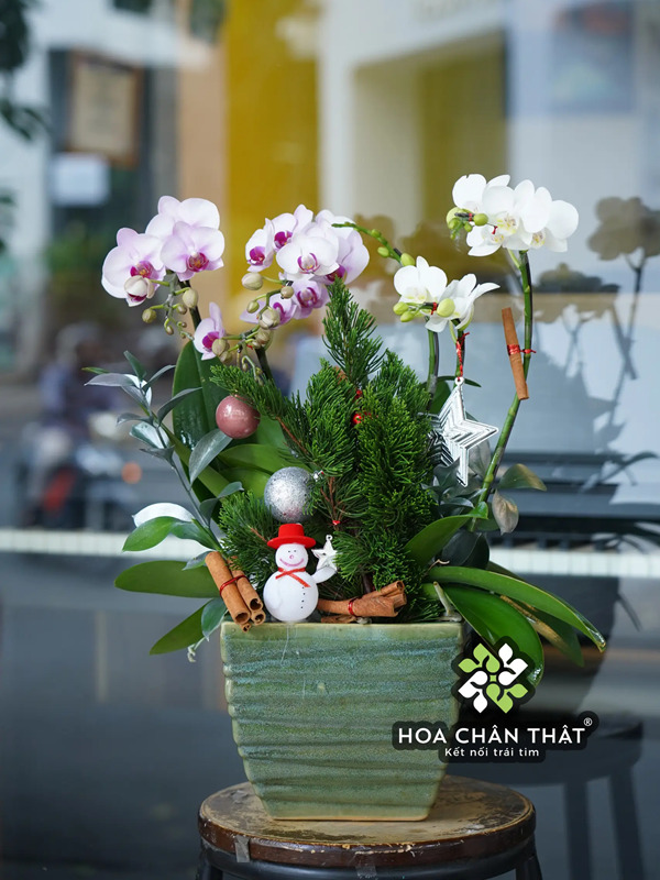 Chậu Lan Hồ Điệp 3 Cành Trắng Mini – Tinh Khôi Thuần Khiết