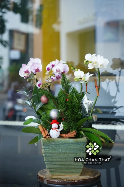 Chậu Lan Hồ Điệp 3 Cành Trắng – Tinh Khôi Thuần Khiết