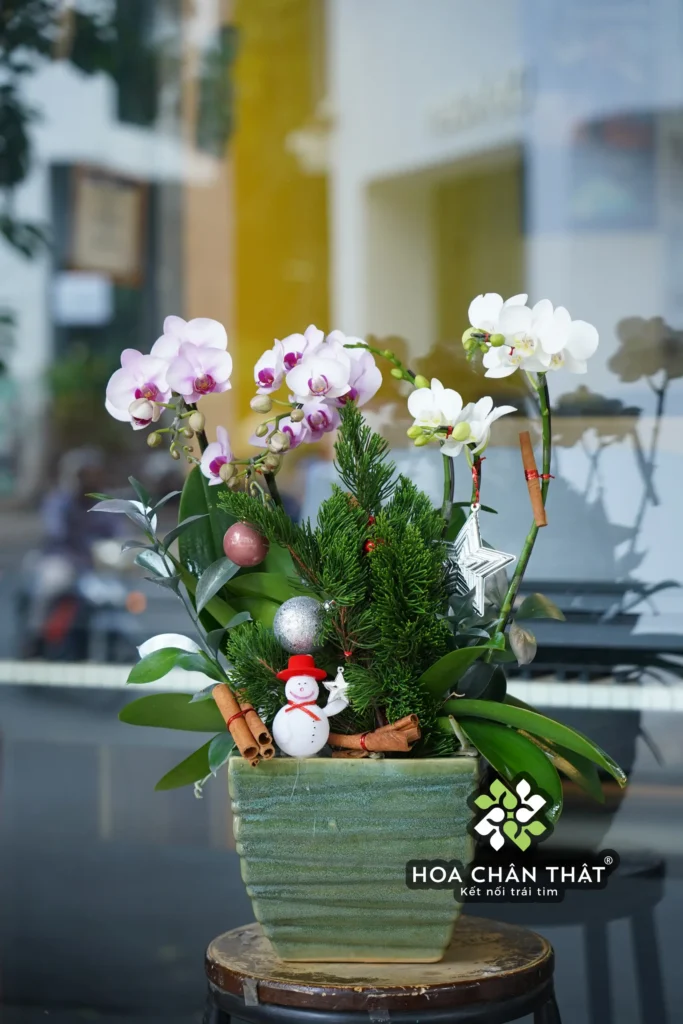 Top 4 Mẫu Lan Hồ Điệp Dành Cho Noel & Tất Niên Chau Lan Ho Diep 3 Canh Trang – Tinh Khoi Thuan Khiet