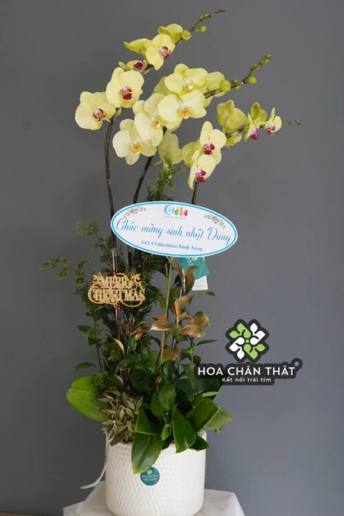 Chậu Lan Hồ Điệp 3 Cành Xanh Táo – Tươi Sáng & May Mắn