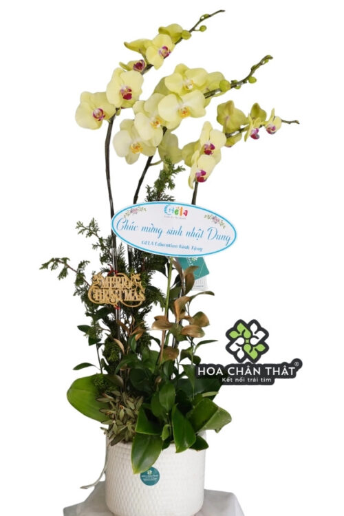 Chậu Lan Hồ Điệp 3 Cành Xanh Táo – Tươi Sáng & May Mắn