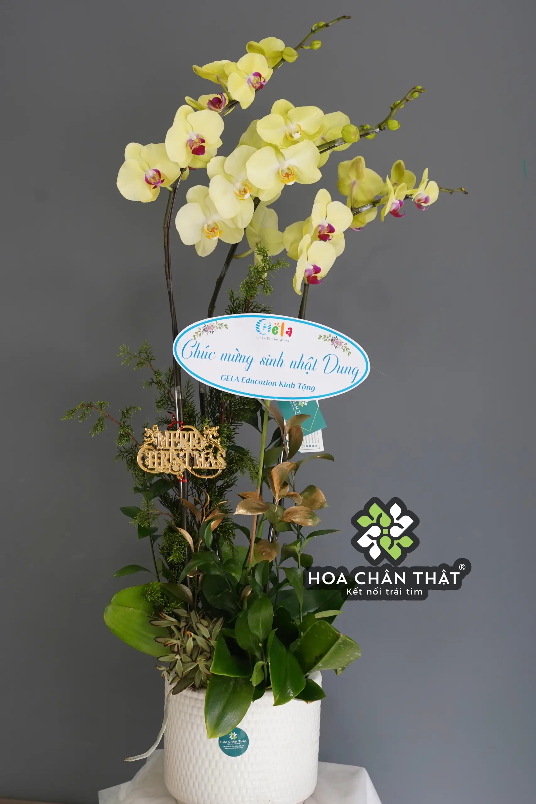 Chậu Lan Hồ Điệp 3 Cành Xanh Táo – Tươi Sáng & May Mắn Chau Lan Ho Diep 3 Canh Xanh Tao – Tuoi Sang May Man