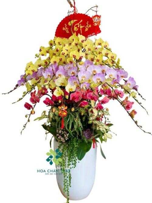Chậu Lan Hồ Điệp 30 Cành – Mix Hồng Vàng Đỏ Phú Quý