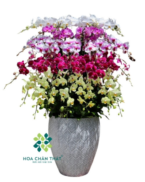 Chậu Lan Hồ Điệp 30 Cành – Mix Màu Nghệ Thuật 5 Tầng