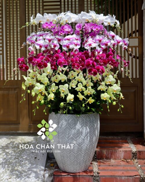 Chậu Lan Hồ Điệp 30 Cành – Mix Màu Nghệ Thuật 5 Tầng