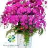 Chậu Lan Hồ Điệp 30 Cành Tím – Vương Giả Sang Trọng