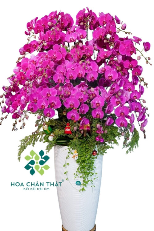 Chậu Lan Hồ Điệp 30 Cành Tím – Vương Giả Sang Trọng