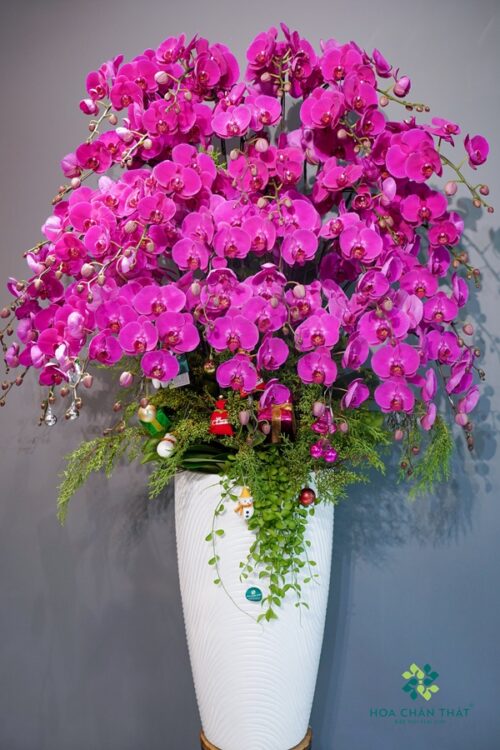Chậu Lan Hồ Điệp 30 Cành Tím – Vương Giả & Sang Trọng