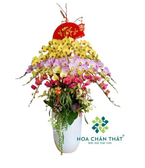 Chậu Lan Hồ Điệp 30 Cành – Mix Hồng Vàng Đỏ Phú Quý