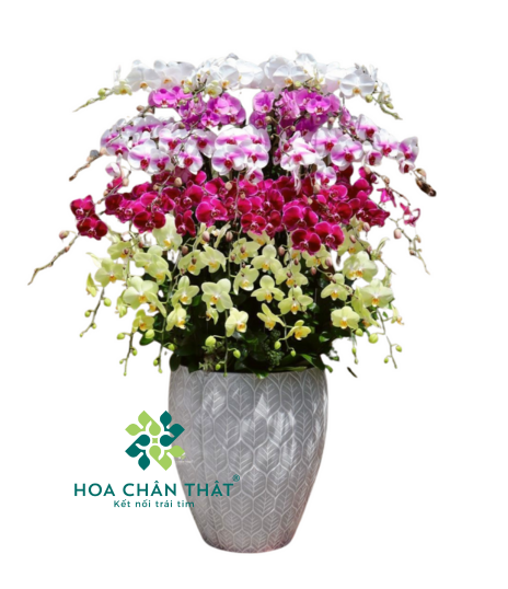 Chậu Lan Hồ Điệp 30 Cành – Mix Màu Nghệ Thuật 5 Tầng