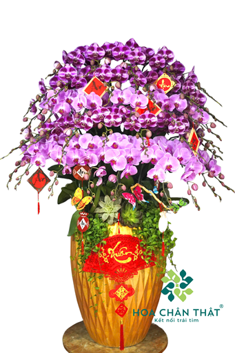 Chậu Lan Hồ Điệp 35 Cành – Tím Sum Vầy Mix Tím Sọc Đón Tết