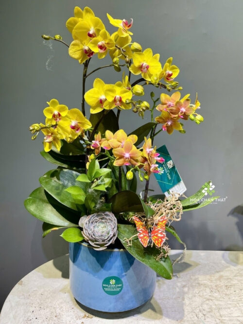 Chậu Lan Hồ Điệp 5 Cành – Màu Vàng Minh Quang