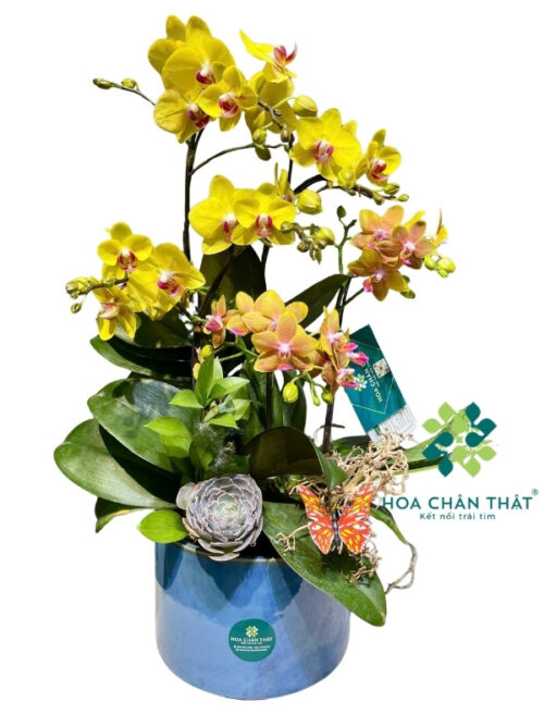 Chậu Lan Hồ Điệp 5 Cành – Màu Vàng Minh Quang