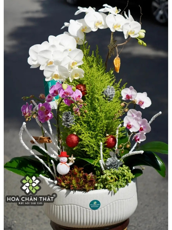 Chậu Lan Hồ Điệp 5 Cành – Trắng & Mini Tím Mix