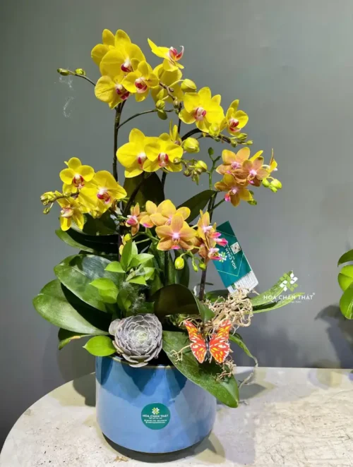Chậu Lan Hồ Điệp 5 Cành – Mix Vàng Minh Quang