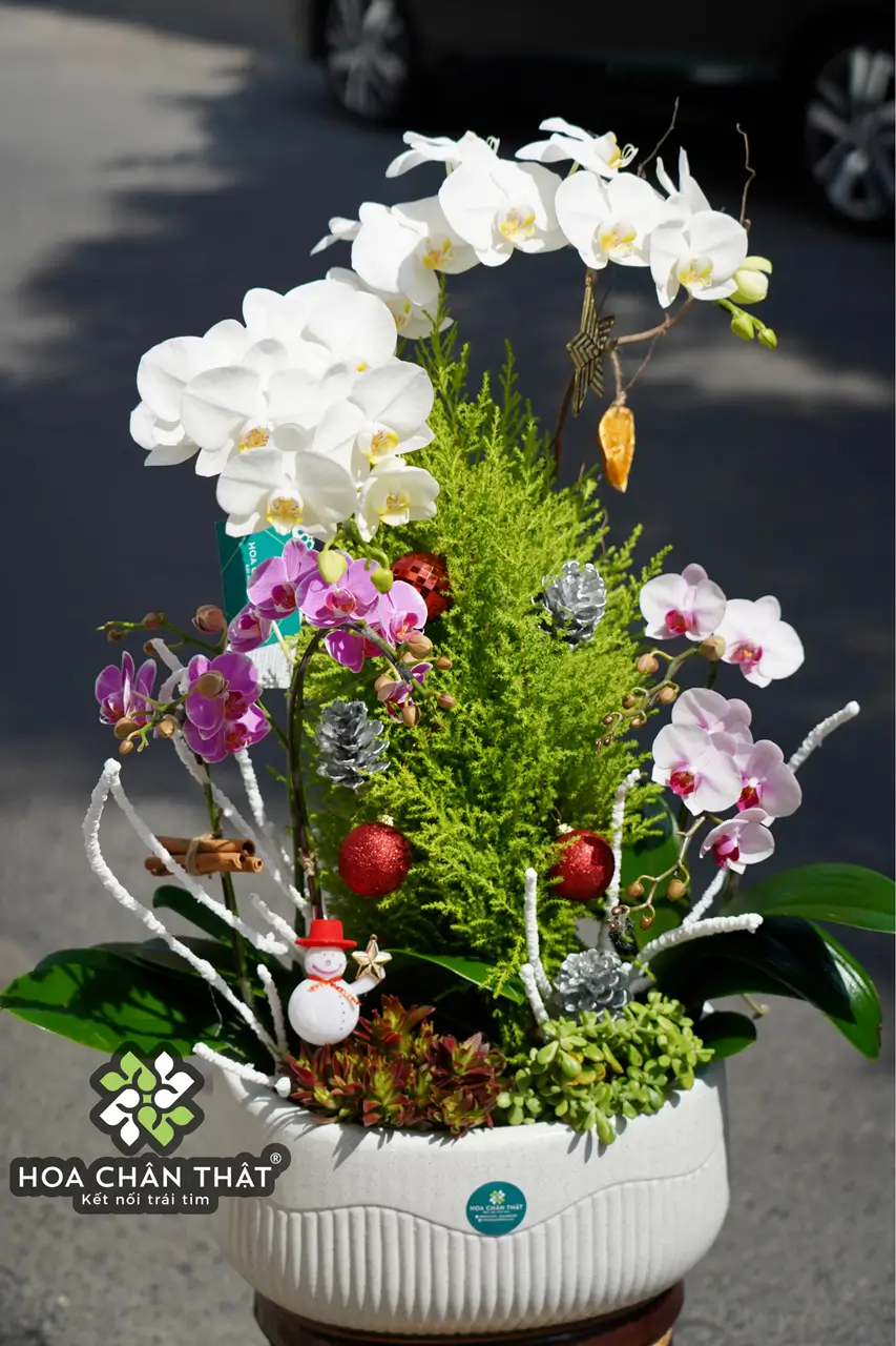 Chậu Lan Hồ Điệp 5 Cành – Trắng & Mini Tím Mix Chau Lan Ho Diep 5 Canh – Trang Mini Tim