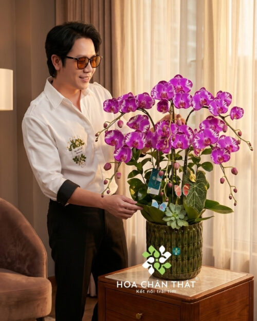 Chậu Lan Hồ Điệp 6 Cành – Màu Hồng Bản Đồ Trang Nhã