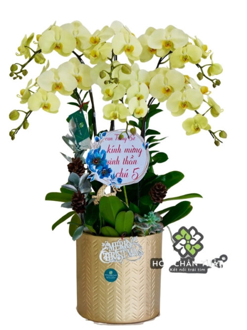 Chậu Lan Hồ Điệp 6 Cành Xanh Bơ – Tươi Mát & Hiện Đại