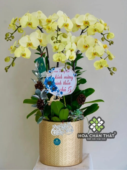 Chậu Lan Hồ Điệp 6 Cành Xanh Bơ – Tươi Mát & Hiện Đại
