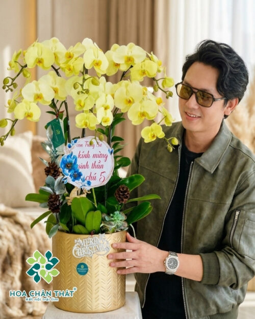 Chậu Lan Hồ Điệp 6 Cành Xanh Bơ – Tươi Mát & Hiện Đại