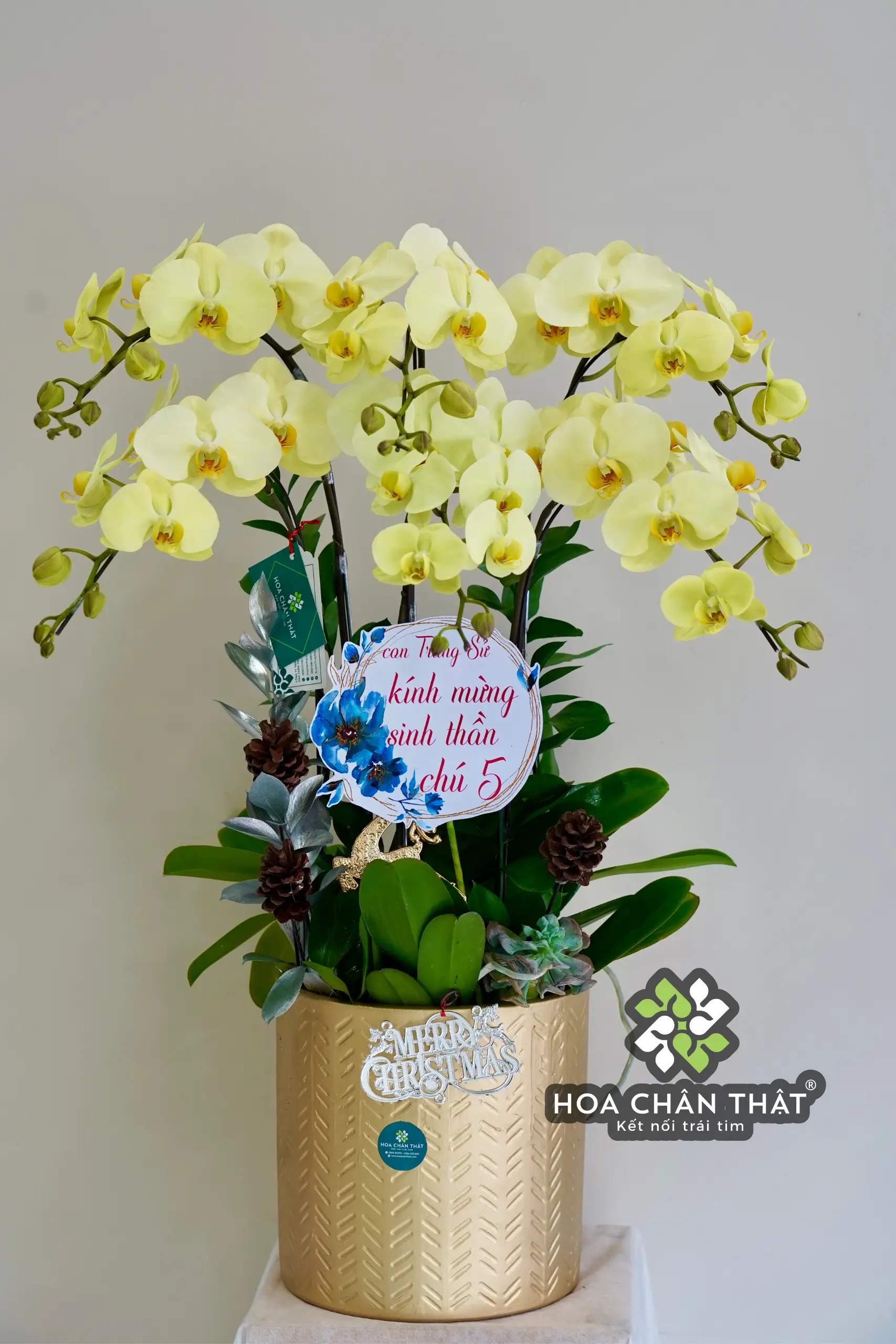 Chậu Lan Hồ Điệp 6 Cành Xanh Bơ – Tươi Mát & Hiện Đại Chau Lan Ho Diep 6 Canh Xanh Bo – Tuoi Mat Hien Dai