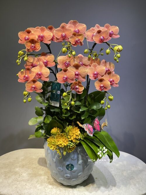 Chậu Lan Hồ Điệp 6 Cành – Cam Rực Rỡ