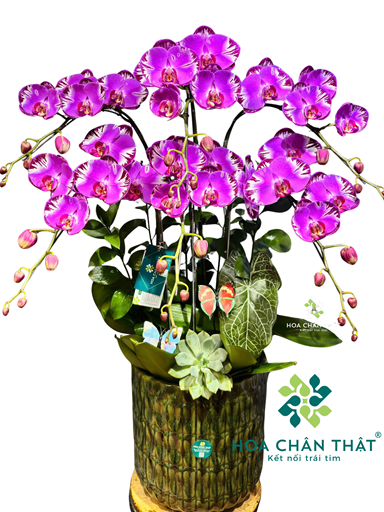 Chậu Lan Hồ Điệp 6 Cành – Hồng Bản Đồ Trang Nhã