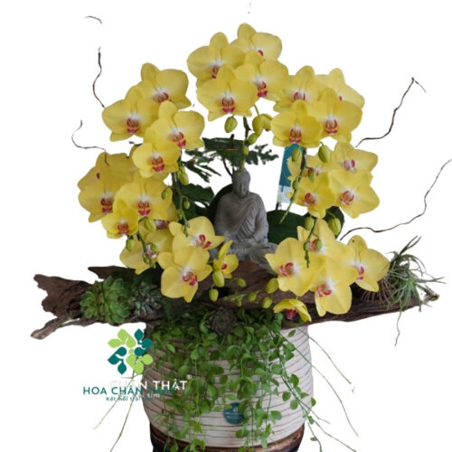 Chậu Lan Hồ Điệp 7 Cành Ghép Lũa – An Nhiên Phật Tịnh