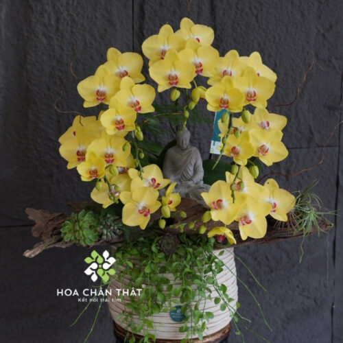 Chậu Lan Hồ Điệp 7 Cành Ghép Lũa – An Nhiên Phật Tịnh