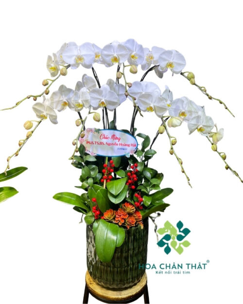 Chậu Lan Hồ Điệp 7 Cành – Màu Trắng Thuần Khiết