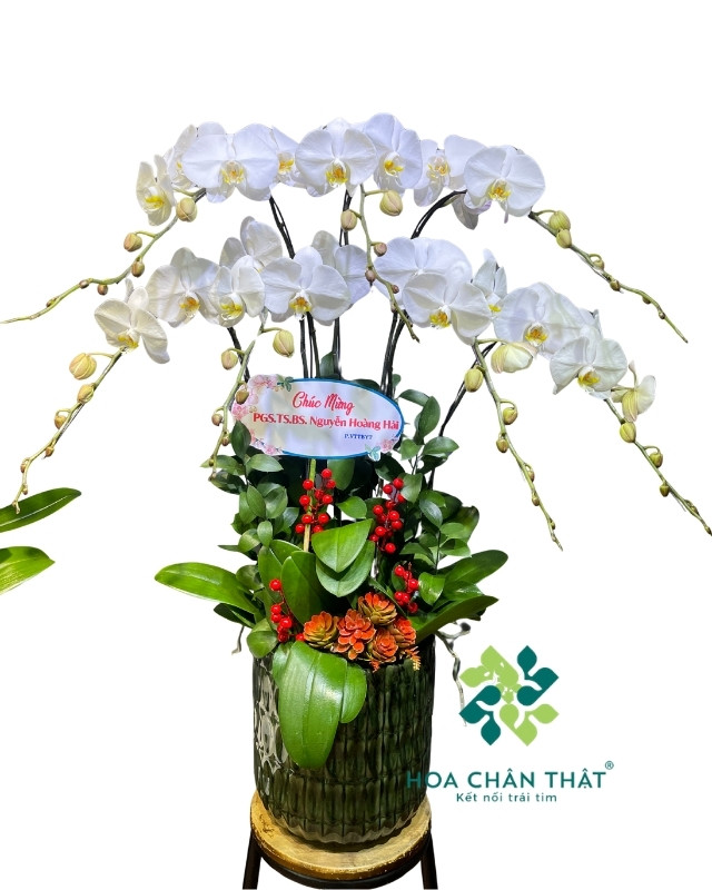 Chậu Lan Hồ Điệp 7 Cành – Màu Trắng Thuần Khiết Chậu Lan Hồ Điệp 7 Cành – Màu Trắng Thuần Khiết