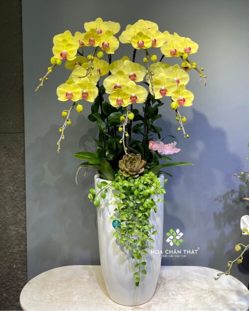 Chậu Lan Hồ Điệp 7 Cành – Màu Vàng Chậu Cao