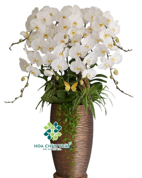 Chậu Lan Hồ Điệp 7 Cành Trắng Chậu Cao – Thanh Nhã An Khang