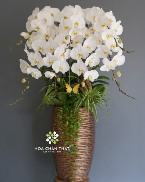 Chậu Lan Hồ Điệp 7 Cành Trắng Chậu Cao – Thanh Nhã An Khang