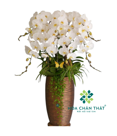 Chậu Lan Hồ Điệp 7 Cành Trắng Chậu Cao – Thanh Nhã An Khang